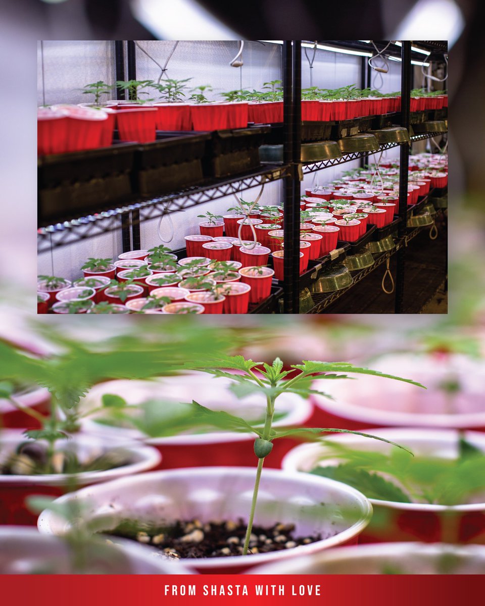 EmberValleyX's tweet photo. The phenohunt journey continues…

We’re closely observing the progress as our seeds evolve into seedlings. At this stage, they’re at their most delicate, building strong root systems that are vital for their future growth and overall health.

Over approximately 3 to 4 weeks in this stage, these young plants will begin to reach upward, following the light through phototropism—to ensure they absorb as much light as possible for photosynthesis.

Every step is crucial in building the foundation for what’s to come. This is just the beginning, and we’re patiently awaiting the expressions that will be selected to share in our jars! 🌱

#fromshastawithlove #cannabis #cultivation #seedling #phenohunting