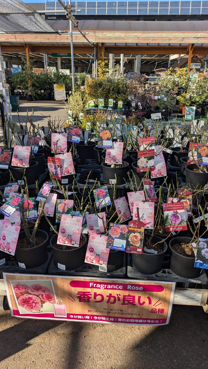 ガーデンセンター千葉ニュータウン店】 冬が植え時の #バラ #大苗 が