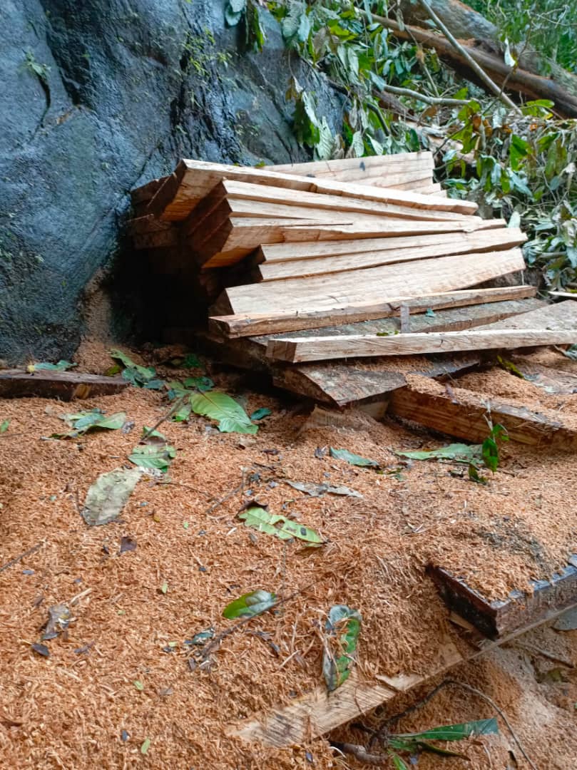 The extinction of our most cherished rainforests is a grim reminder of the consequences of unchecked greed. We must step up and demand accountability from those responsible for ecocide in the Amazon and Congo basin. Protecting our climate means protecting these vital ecosystems.