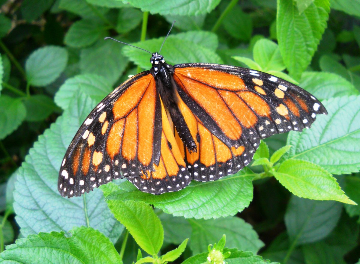 Paul Brain tweet media