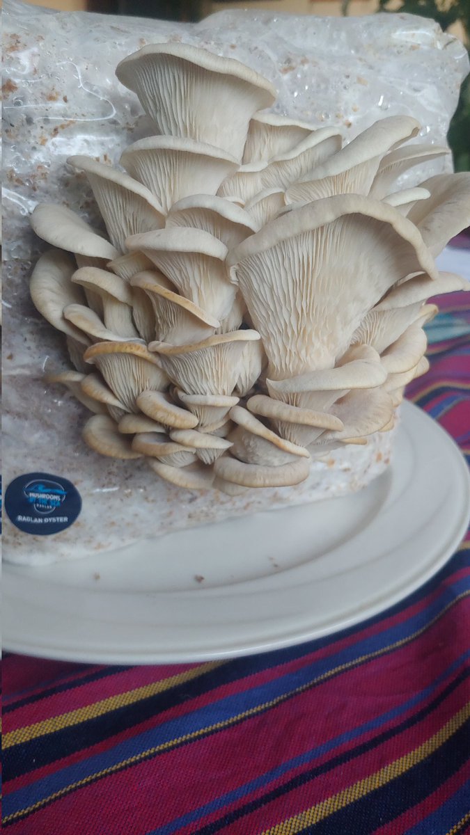 canaXD's tweet photo. Raglan oyster mushroom 🍄　最初はエノキみたいな感じで出てきて、次の日ナメコみたいな色になってたのに、今度はまた色が薄くなった‼️‼️　とても楽しいキノコ栽培🍄　 #mushroom #OysterMushroom https://t.co/bqLOQfZ3Lx