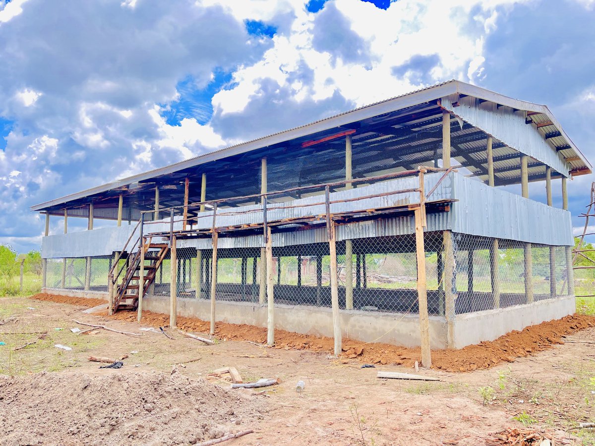 Rocsta_farm's tweet photo. A budget-friendly, well-ventilated, and space-efficient poultry house for optimal management.
#poutryfarm
#farm
#agriculture
Comment, Like & Repost.
Follow @Rocsta_farm for daily farming Tips.
#farmexplore
@MasabaDaniel @FarmerMunezero https://t.co/kDsskaHjvy