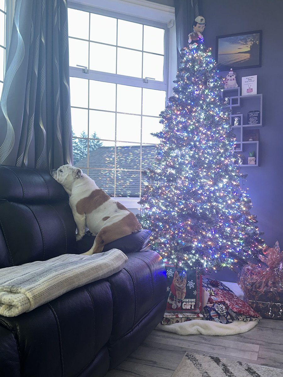 bourbon_karalyn's tweet image. Nugget waiting for dad to come home 🏠 I feel bad cause this couch is higher than our last one so she can’t see over the top &amp;amp; the curtain is in the way 😂 #bulldogproblems