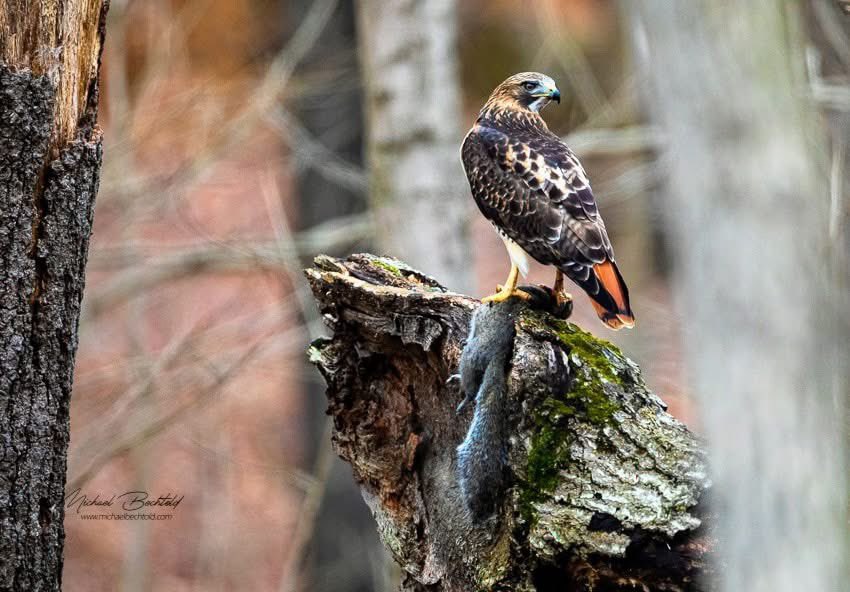 MichaelBec12647's tweet image. Nature can seem cruel.  #redtailhawk #birdsofpray #nature #birdphotography