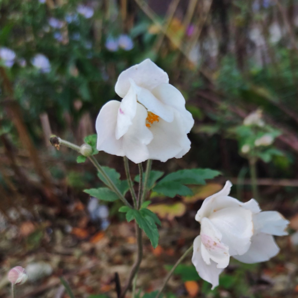 iael יעל tweet media