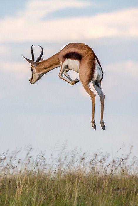 Untamedpath's tweet photo. A springbok leaps through the air, showcasing its incredible agility and grace. #springbok #wildlife #southafrica #pronking #nature #animalphotography https://t.co/znbQzT93yd