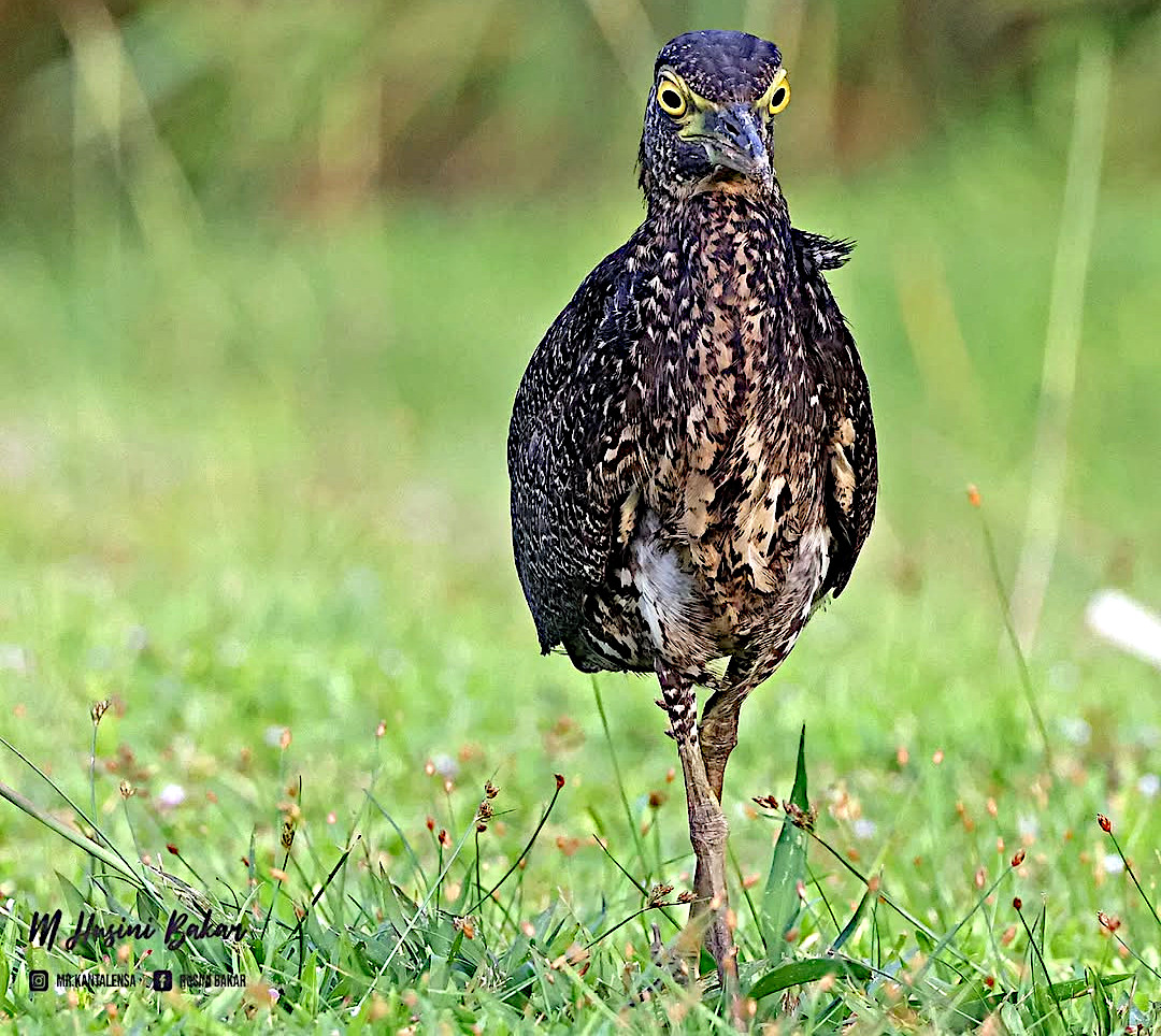 TheBatBotLab's tweet photo. Intense gaze: Malayan night heron (Gorsachius melanolophus) surveying the terrain for a snack. Photo: Husini Bakar. #Biodiversity #Wildlife #BirdsOfBorneo #Birding #WildlifePhotography #NaturePhotography https://t.co/m33Ot8cS5C