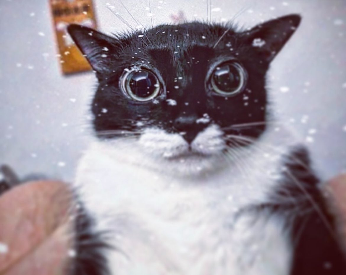 silverstreamwc's tweet photo. why did smudge visit starclan to just stare at me like this? ₊˚✩ any friend of firestar’s is welcome, though! https://t.co/AOqr8OP6Cs