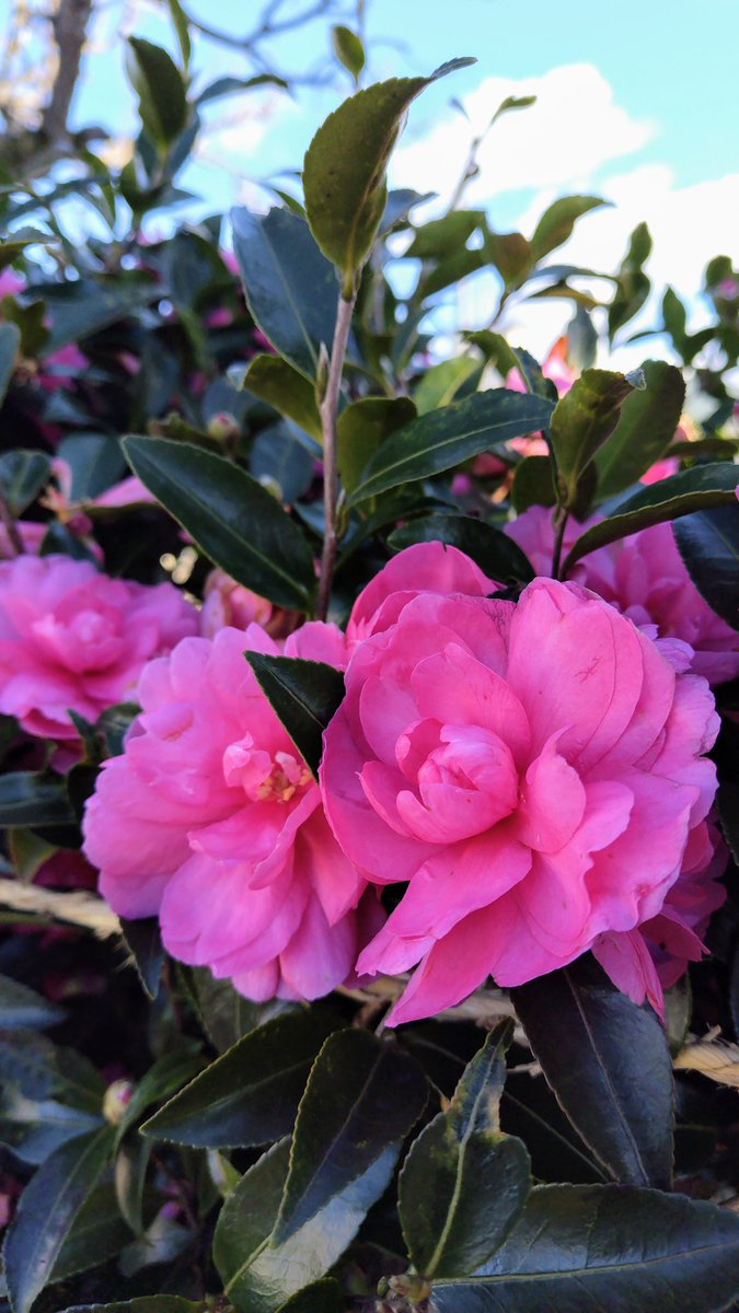 今日も、陽が差したり、陰ったり、不安定な、お天気です。陽が差すと、なんとなく、明るく開放的な、気持ちに成ります。庭に咲いた山茶花の花と、青空と、白い雲、撮りました。今年は、昨年よりも、沢山、蕾が出来て居て、何回も、撮りたいです。