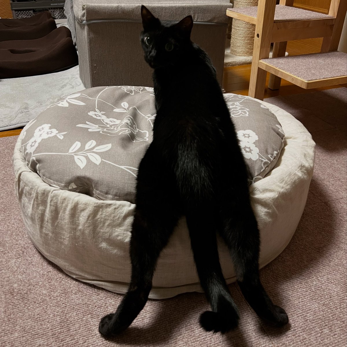 nknk_w's tweet photo. 美脚！🐾

#猫　#黒猫　#よつばとくろ
#猫好きさんと繋がりたい
#猫のいる生活 https://t.co/W8FOuDbCMW