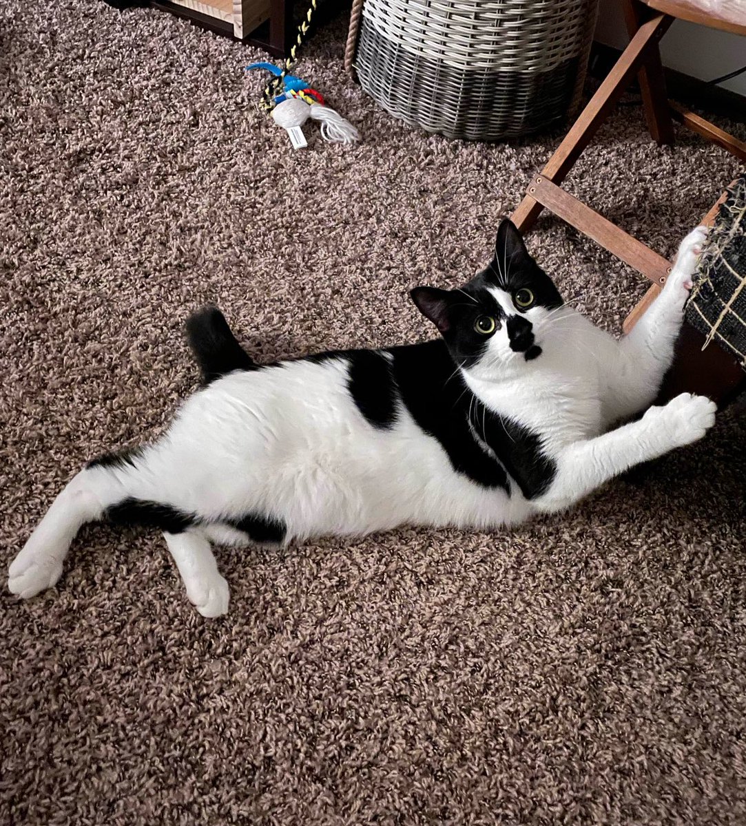 matjester's tweet image. Tober might be the most photogenic cat in the world.

Think i’m wrong? Prove it