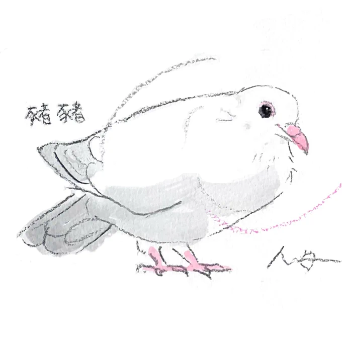 #小鳥時光 オーダー作品のご紹介まんまるお目目がかわいい白いハトさんです 