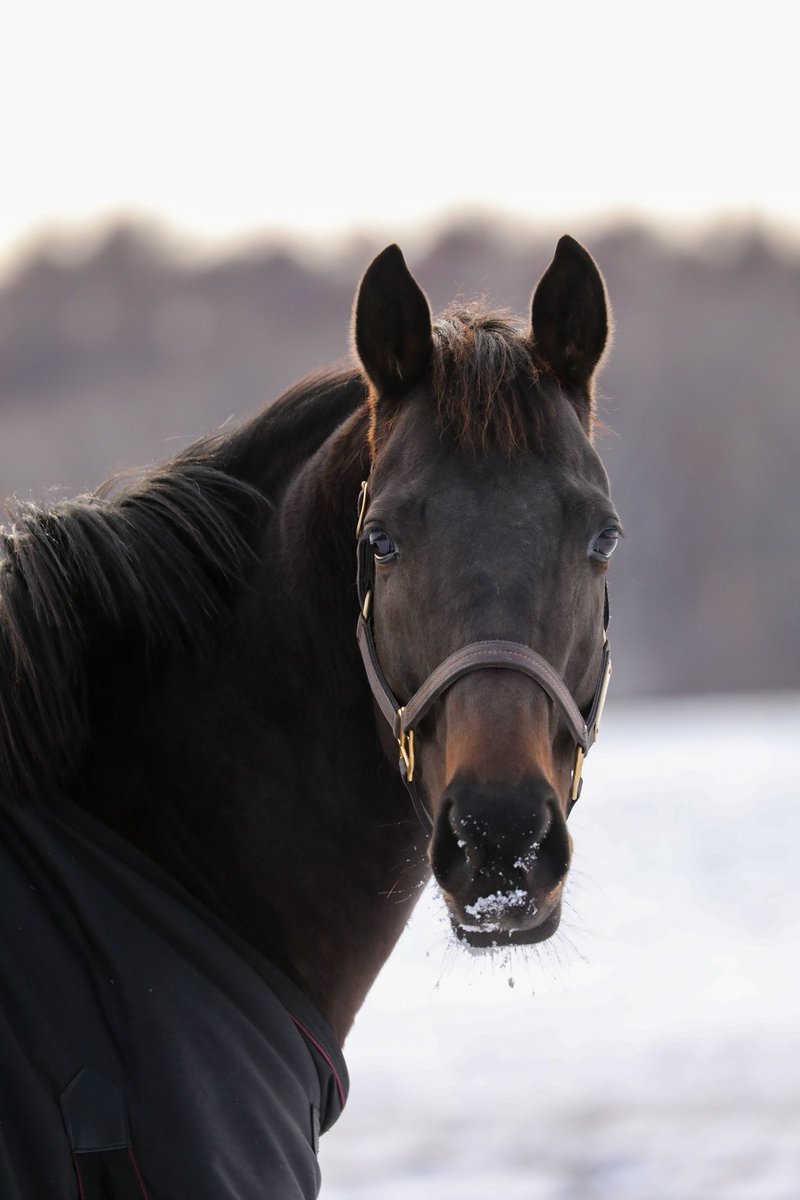 馬見の丘行ったらククナ居たけどこんなに黒かったっけ？🤔
第一子無事生まれますように🙏