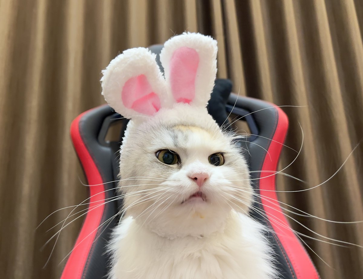 ubel_bluebell's tweet photo. kumpulan foto-foto kelinci🐰 https://t.co/7lCuj4ILE1