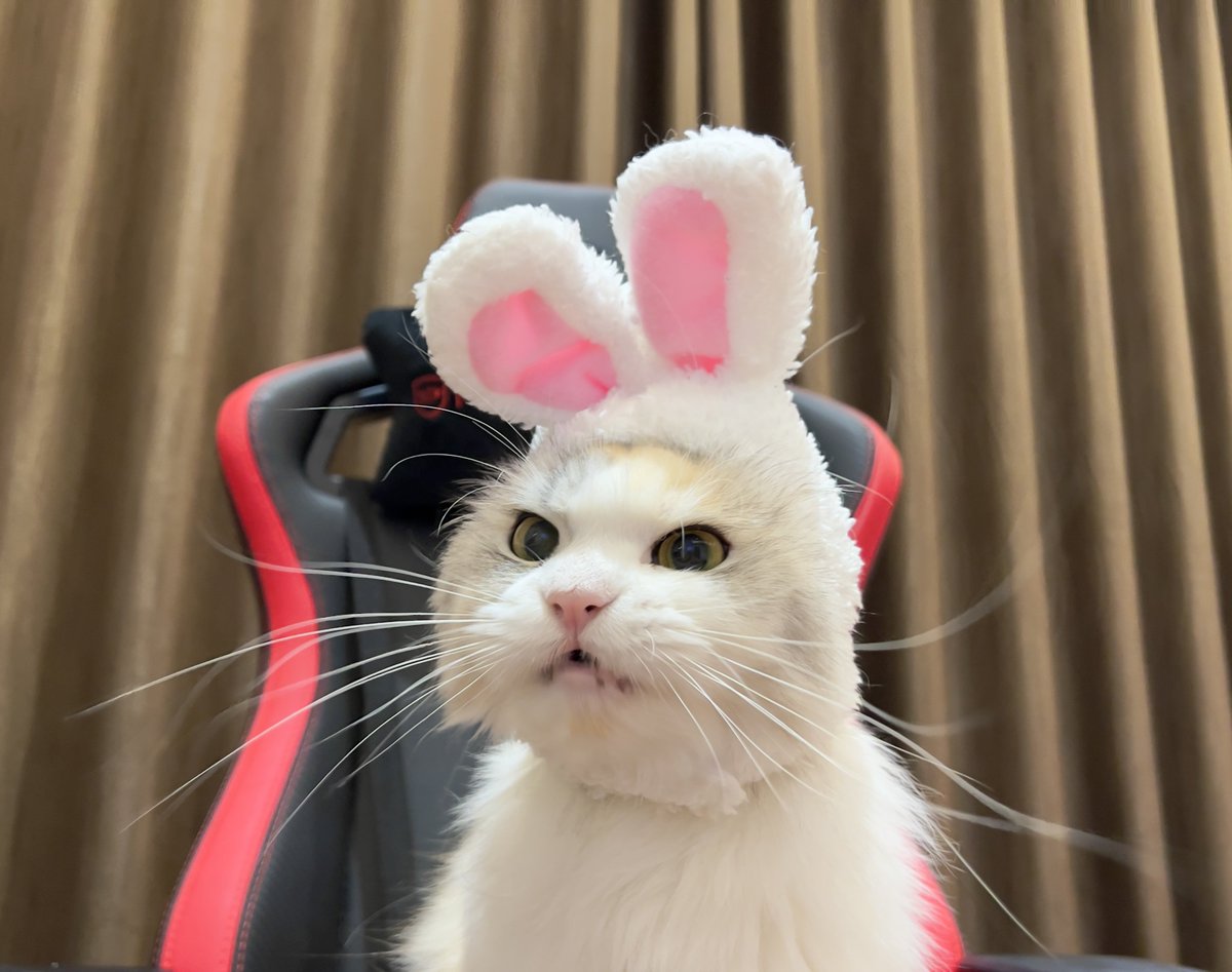 ubel_bluebell's tweet photo. kumpulan foto-foto kelinci🐰 https://t.co/7lCuj4ILE1