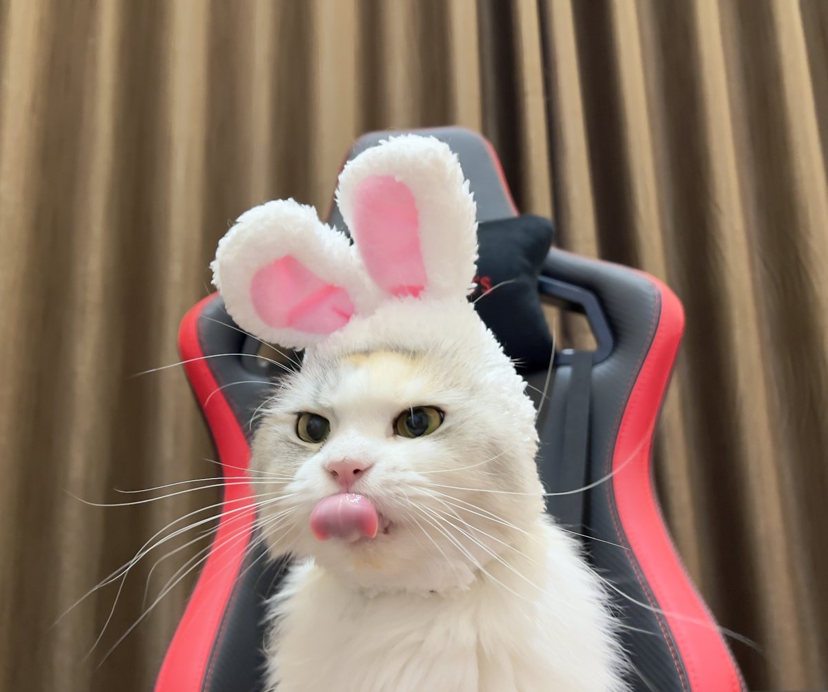 ubel_bluebell's tweet photo. kumpulan foto-foto kelinci🐰 https://t.co/7lCuj4ILE1