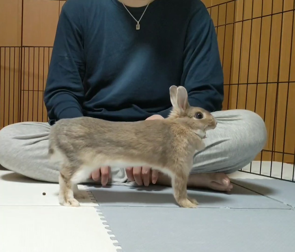 KoharuPapa2022's tweet image. 未だに何故伸びたか分かっていない😅

#今年も残りわずかなので今年一番伸びた写真を貼る