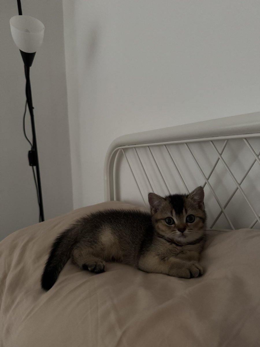 najihahshahrel's tweet photo. POV: you adopted the CLINGIEST kitten in the world 😭

Biscotti si kucing kemasan sachet clingy parah https://t.co/lDMjJQZVcd