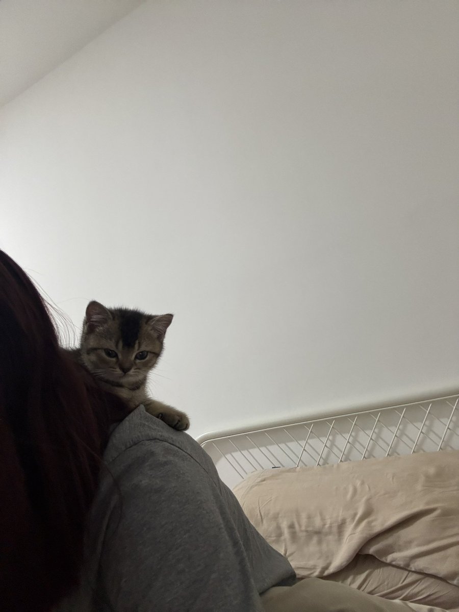 najihahshahrel's tweet photo. POV: you adopted the CLINGIEST kitten in the world 😭

Biscotti si kucing kemasan sachet clingy parah https://t.co/lDMjJQZVcd
