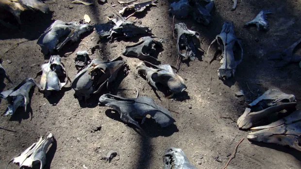 Stop Dog Racing Australia tweet media