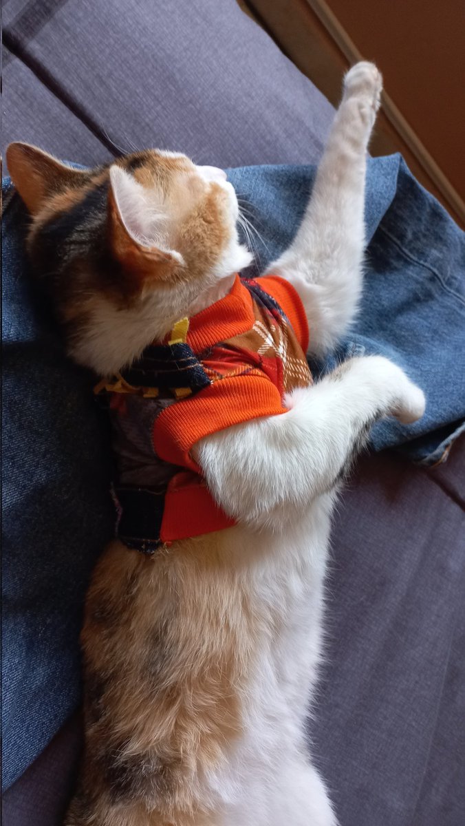 Arlett3030's tweet photo. A super Michi 🐱 https://t.co/15bmQi8cwQ