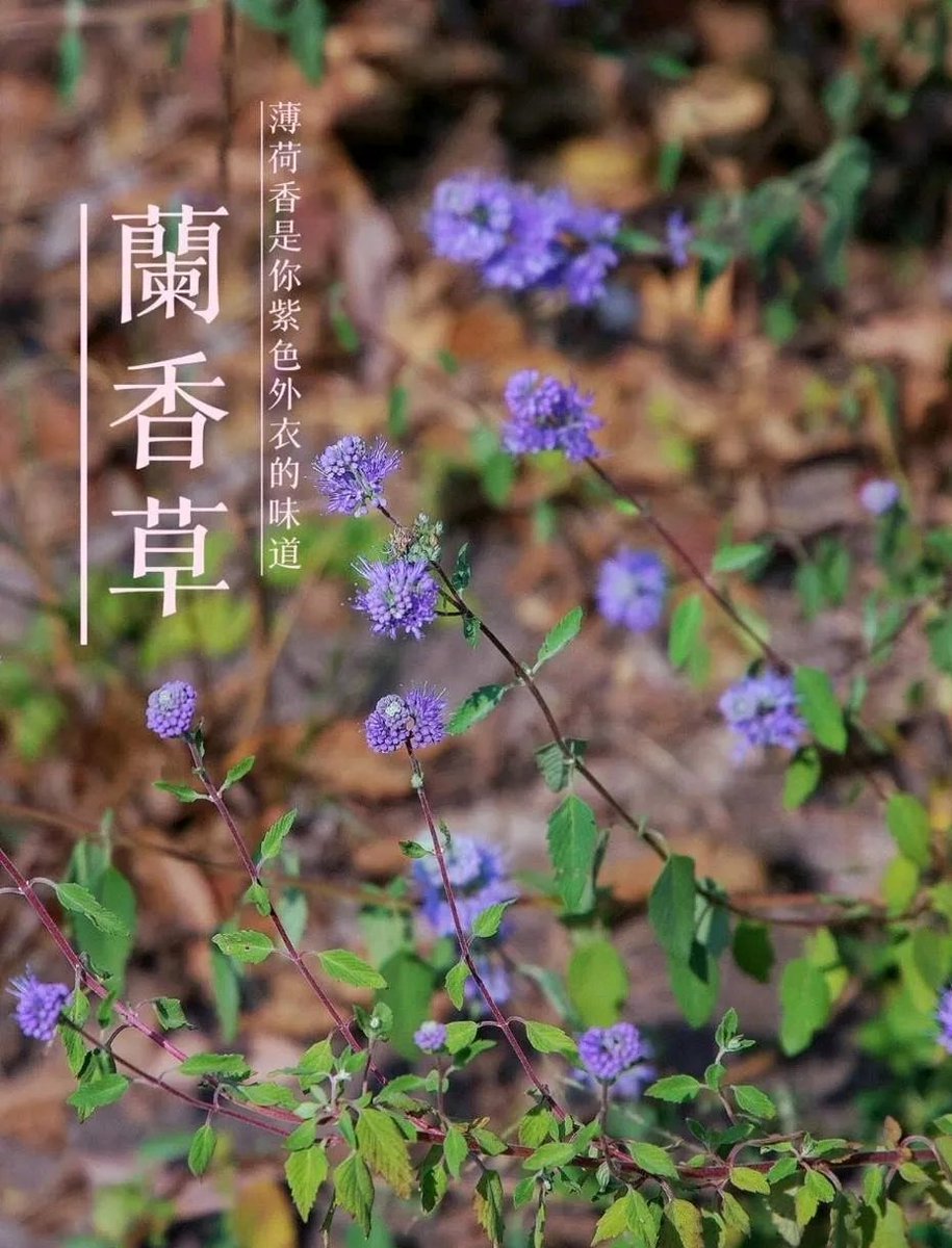 岁月悠长，心怀善良，终会有人陪你共度骑马、游历四方的岁月。