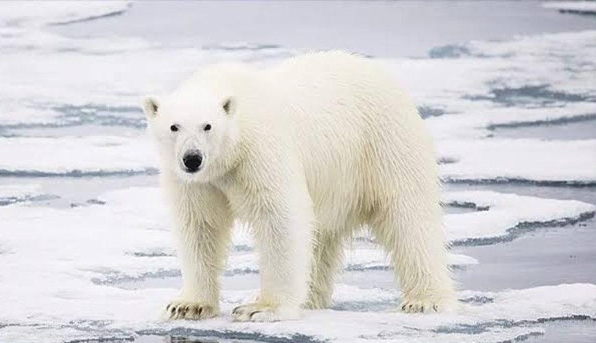 Kutup ayılarının tümünün solak olduğunu ve tüylerinin şeffaf olduğunu biliyor muydunuz? 

#artıkbiliyorsunuz