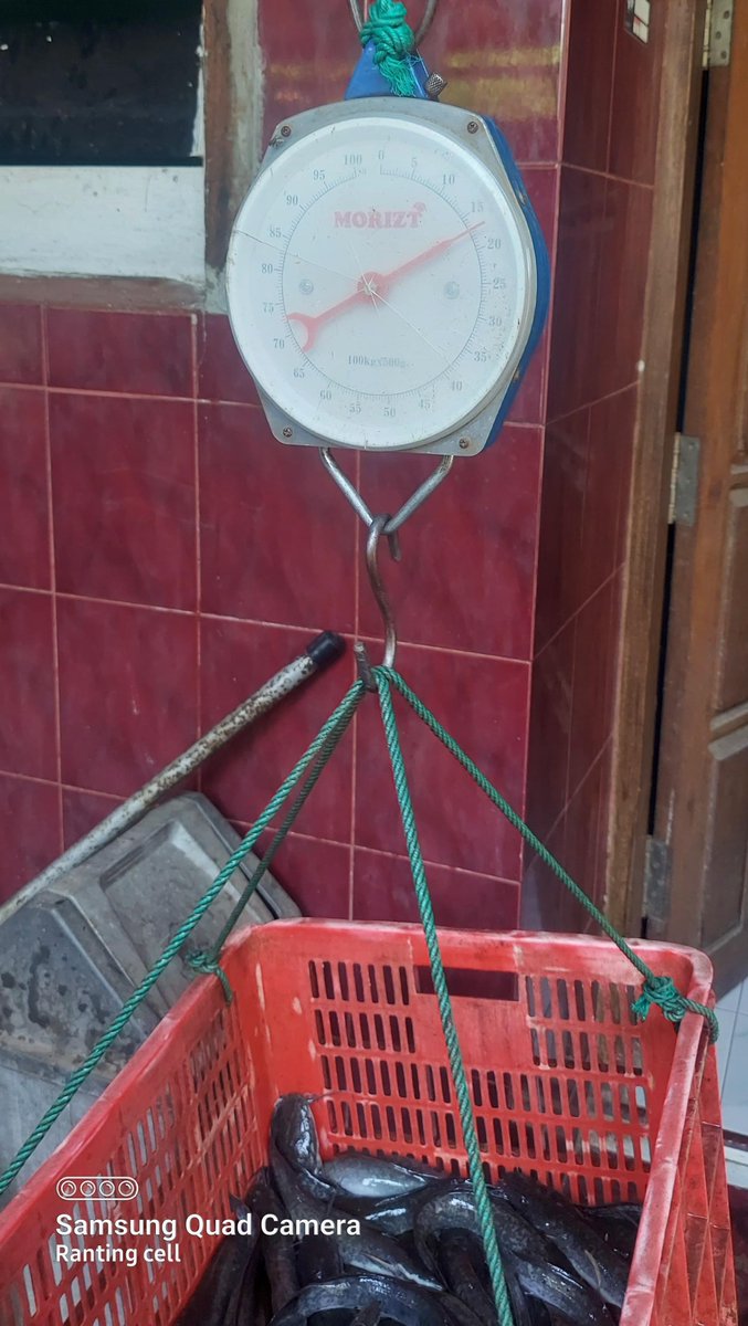 yogayonut's tweet photo. Minggu (13/10/24), Yoga Yonut, S. Pi,  Luhkan Kota Probolinggo, Panen budidaya  Lele milik Ibu Misri, 107 kg konsumsi, harga Rp. 18.500/Kg, Pemasaran kota Probolinggo #GiatluhkanSatminkalBWI #luhlapor #KtProbolinggo
@bppsdm_bp3bwi
@pusluh_bppsdm
@kkpgoid https://t.co/t5oQlpUeM7