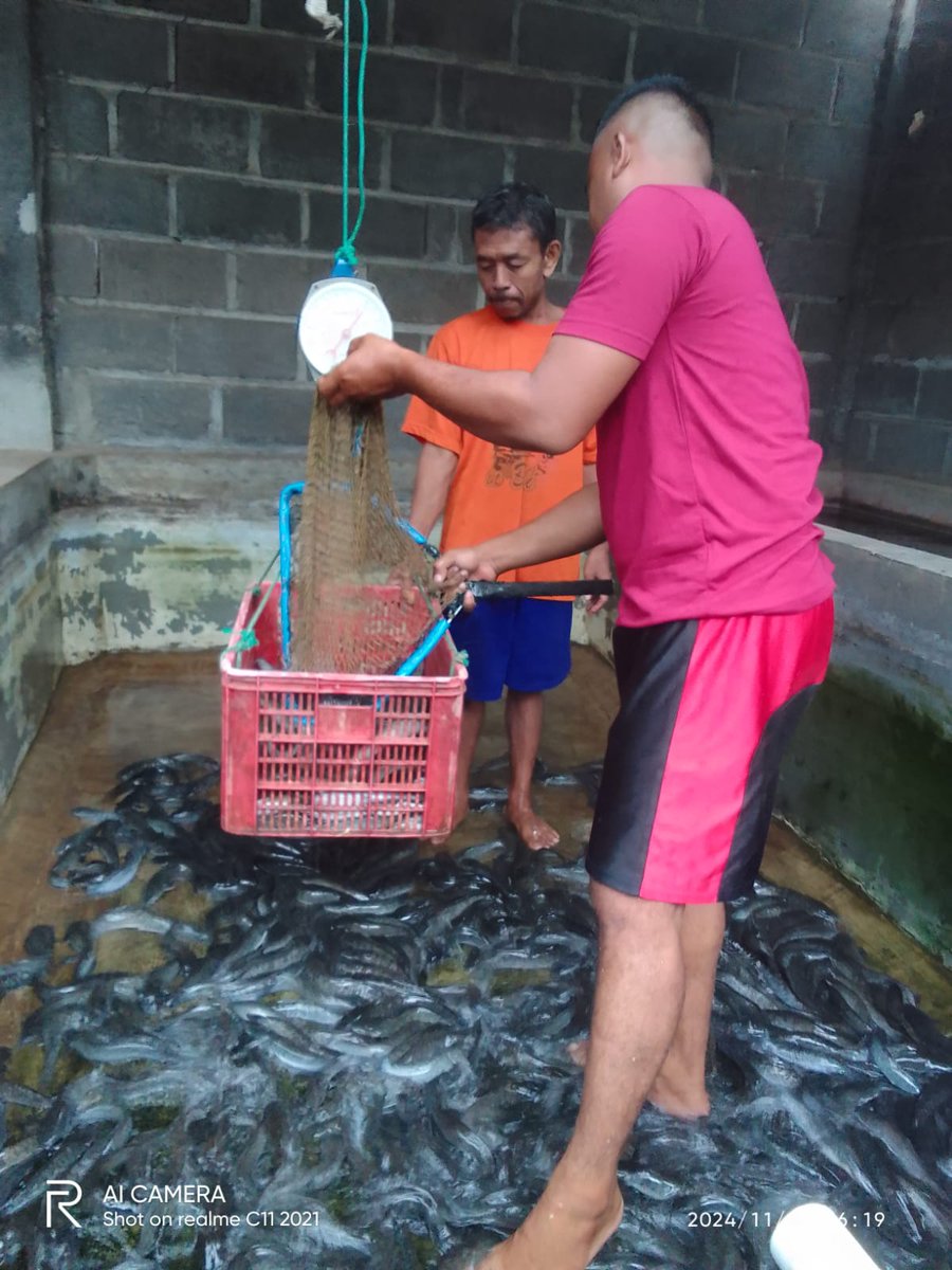 yogayonut's tweet photo. Jumat (01/11/24), Yoga Yonut, S. Pi,  Luhkan Kota Probolinggo, Panen budidaya  Lele milik Ibu Silvi, 132 kg konsumsi, harga Rp. 18.500/Kg, Pemasaran kota Probolinggo #GiatluhkanSatminkalBWI #luhlapor #KtProbolinggo
@bppsdm_bp3bwi
@pusluh_bppsdm
@kkpgoid https://t.co/VIhwGgyHy2