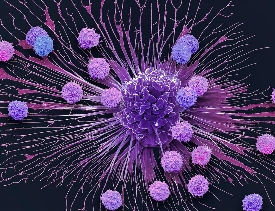 ScienceMagazine's tweet photo. Scientists have identified how the redox sensor #KEAP1 promotes antiviral T cell activation and stem-like T cell responses during chronic viral infections in mice.
Read more in @SciImmunology: https://t.co/xZ1aKNFuYu https://t.co/fkOu5BCeZw
