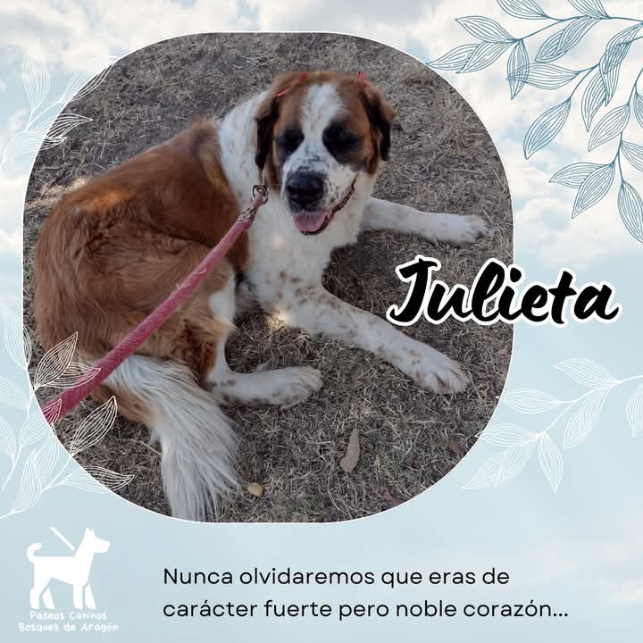 paseoscaninosba's tweet photo. ¡Vuela alto querida Julieta!
#SanBernardo https://t.co/soUzlEXDBL