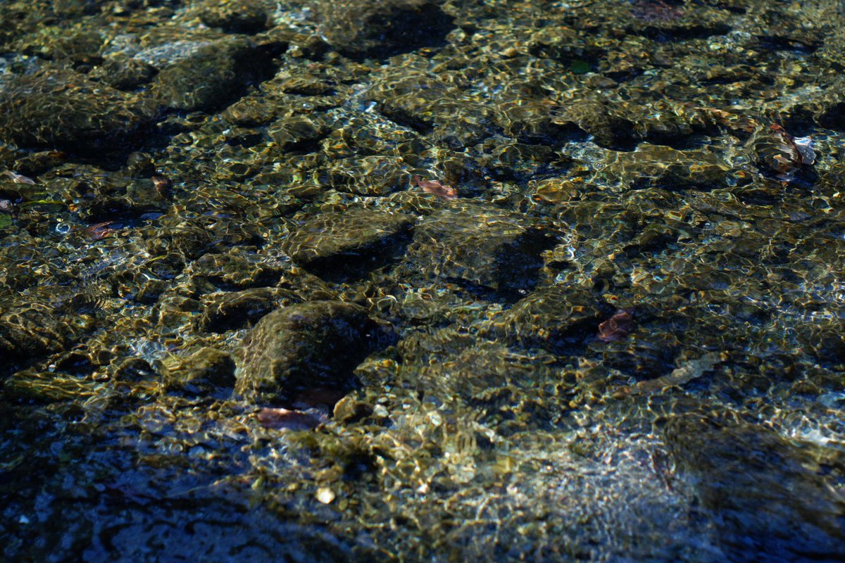 Toki_COMORIVER's tweet image. 【本日の都幾川】

当施設は清流が目の前に流れる
ホテル&amp;amp;アウトドアサウナの施設です✨

本日の水温は…
6.3度！！

透明感は抜群です☺️

#COMORIVER