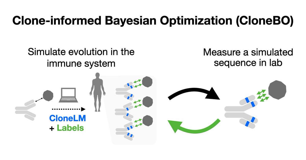Alan Amin (@alannawzadamin) on Twitter photo How do you go from a hit in your antibody screen to a suitable drug? Now introducing CloneBO: we optimize antibodies in the lab by teaching a generative model how we optimize them in our bodies!
w/ <a href="/gruver_nate/">Nate Gruver</a> <a href="/KuangYilun/">Yilun Kuang</a> <a href="/yucenlily/">Yucen Lily Li</a> <a href="/andrewgwils/">Andrew Gordon Wilson</a> and the team at <a href="/BigHatBio/">BigHat Biosciences</a>! 1/7 How do you go from a hit in your antibody screen to a suitable drug? Now introducing CloneBO: we optimize antibodies in the lab by teaching a generative model how we optimize them in our bodies!
w/ <a href="/gruver_nate/">Nate Gruver</a> <a href="/KuangYilun/">Yilun Kuang</a> <a href="/yucenlily/">Yucen Lily Li</a> <a href="/andrewgwils/">Andrew Gordon Wilson</a> and the team at <a href="/BigHatBio/">BigHat Biosciences</a>! 1/7