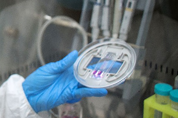 vozdelasocieda1's tweet image. #Colocancélulas en #dispositivosminiaturizados para #probar #medicamentos #antesderecetarlos
• En el #LaNSBioDyT de la @UNAM_MX  se busca emplearlos para ayudar a personas con algunas enfermedades, como las cerebrales
 #AlejandraMaruriSánchez, @fciencias
vozdelasociedad.com