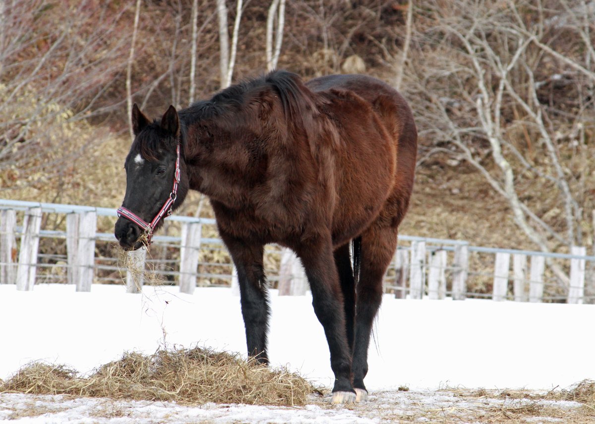 訃報 オースミコスモの死亡について 2003年の関屋記念など重賞を3勝したオースミコスモが12月17日に死亡したとの連絡がありました 25歳でした  北海道浦河郡浦河町のCalm days farmで繋養され、余生をすごしていました https://t.co/kgWcvTTJyS