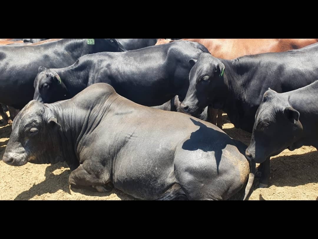 Hacienda El Pajuil - Ganadería Regenerativa tweet media
