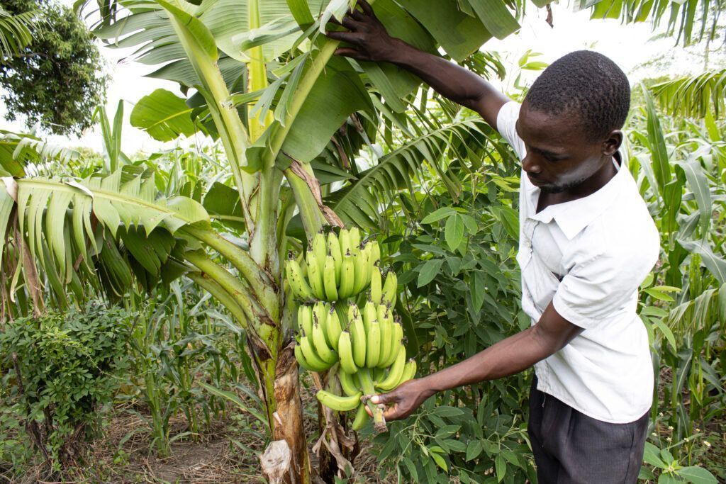 IFDC East and Southern Africa (ARCHIVED) tweet media