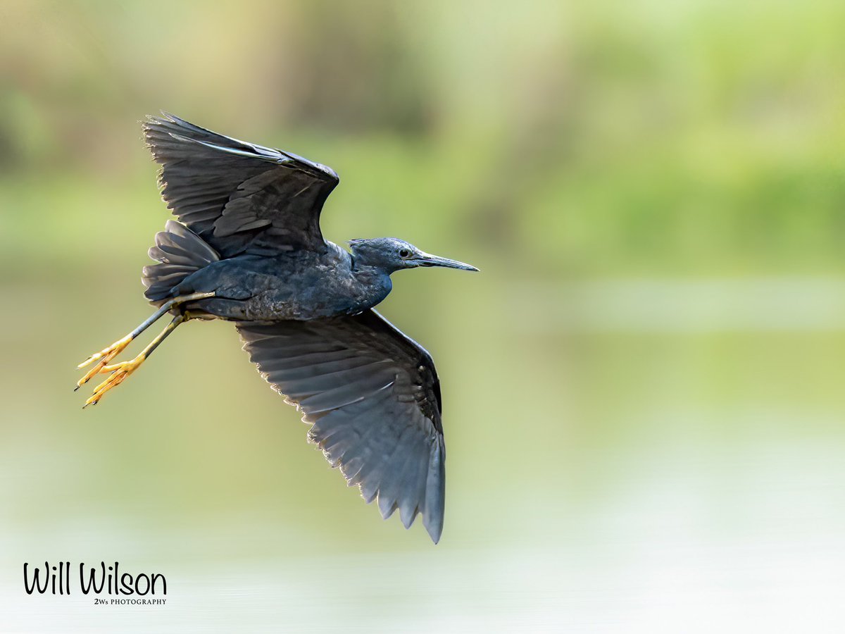 2wsphotography's tweet photo. Black Heron aka Black Egret in ‘glide mode’…
📍@AkageraPark in #Rwanda #RwOX #BirdsofAkagera #VisitRwanda https://t.co/wanrHBi5h5
