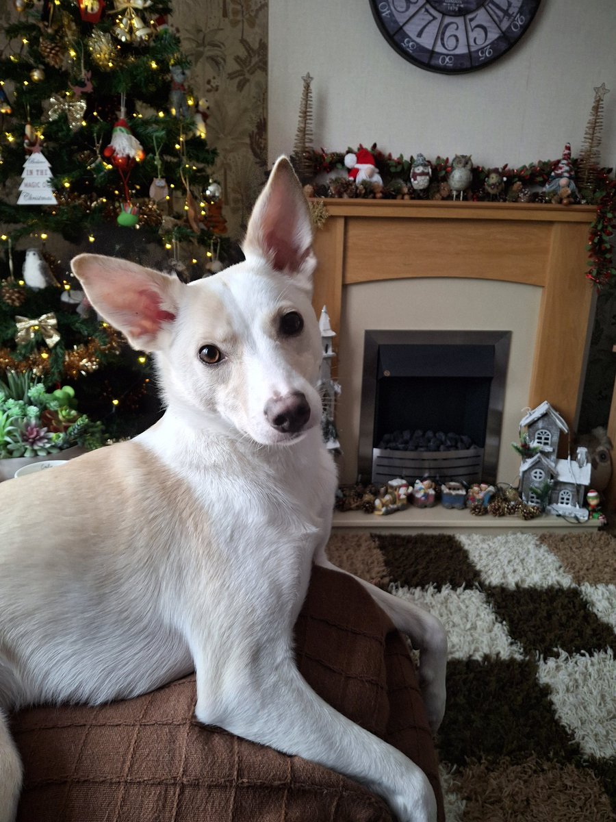 StevenRowlatt's tweet photo. Happy Gotcha Day Bonnie, one year on! #bonniefromromania #gotcha #dogsontwitter https://t.co/hUwGZOGHwt