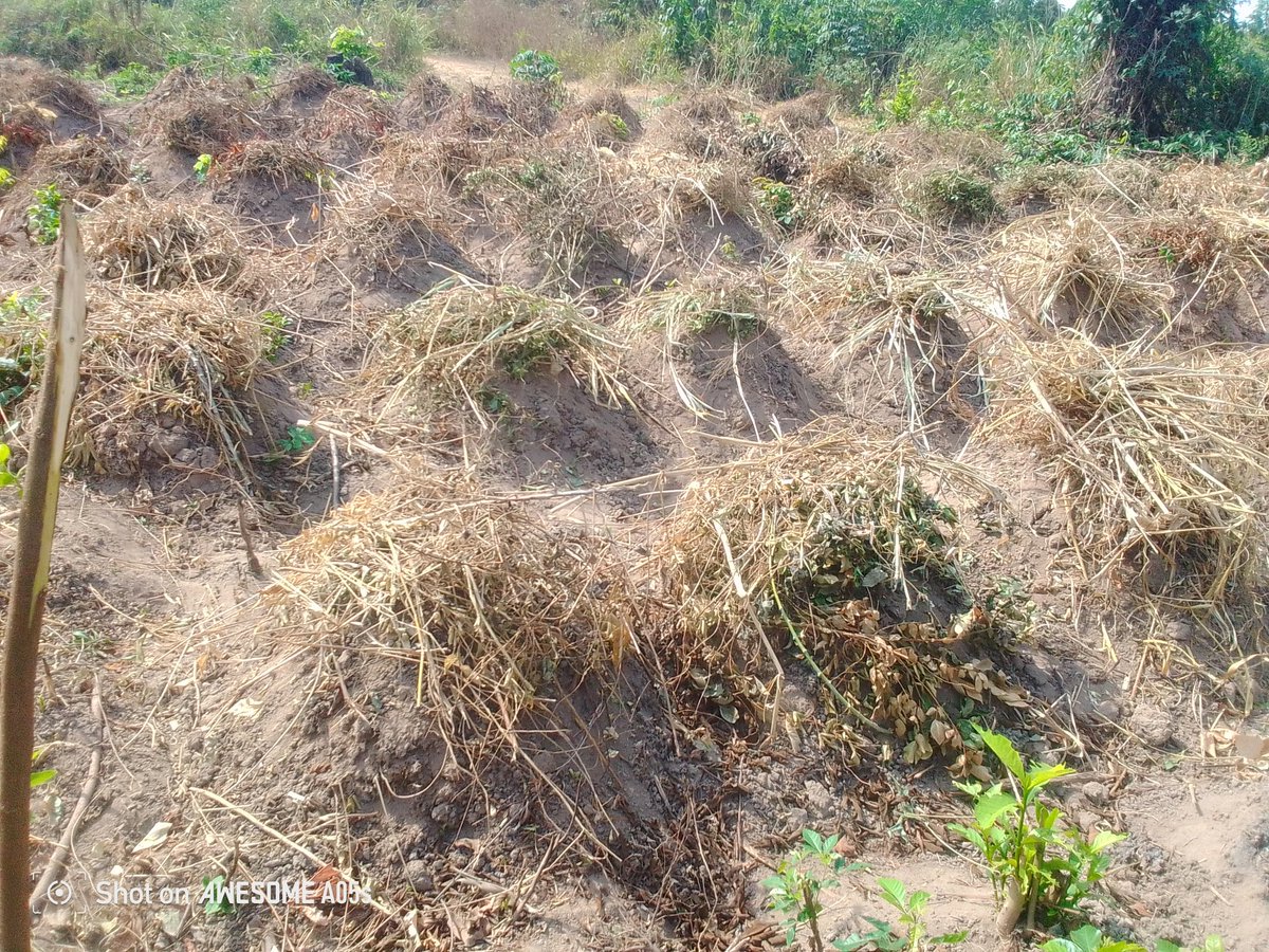 omoade347's tweet photo. Mini Yam Farm 2024. From ÓmóAdekunle Agribusiness and Processing Farm, you can support us with grant and yam set https://t.co/YFIG9XZTyW