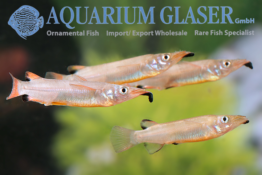 aquariumglaser's tweet photo. #Nomorhamphus #liemi
find more details and pics @ https://t.co/kgExUnvbBk https://t.co/nEw8Xl2QVK