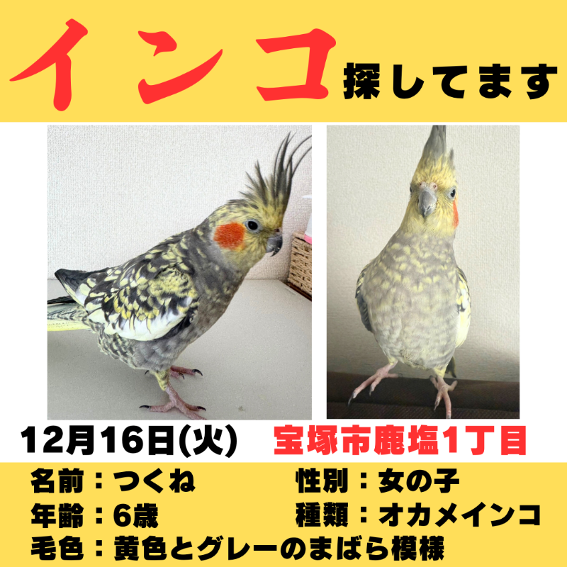 wannyan_sousaku's tweet photo. 【宝塚市鹿塩】迷子のオカメインコを探しています！

日時：2024年12月16日
場所：宝塚市鹿塩1丁目マクドナルド付近
名前：つくね
年齢：6歳

臆病な性格 くちばしと爪が少し黒みがかっているのが特徴的

⚠️目撃情報はコメントやDM等でご連絡ください⚠️
#迷子鳥 #迷い鳥 #拡散希望 #オカメインコ #宝塚