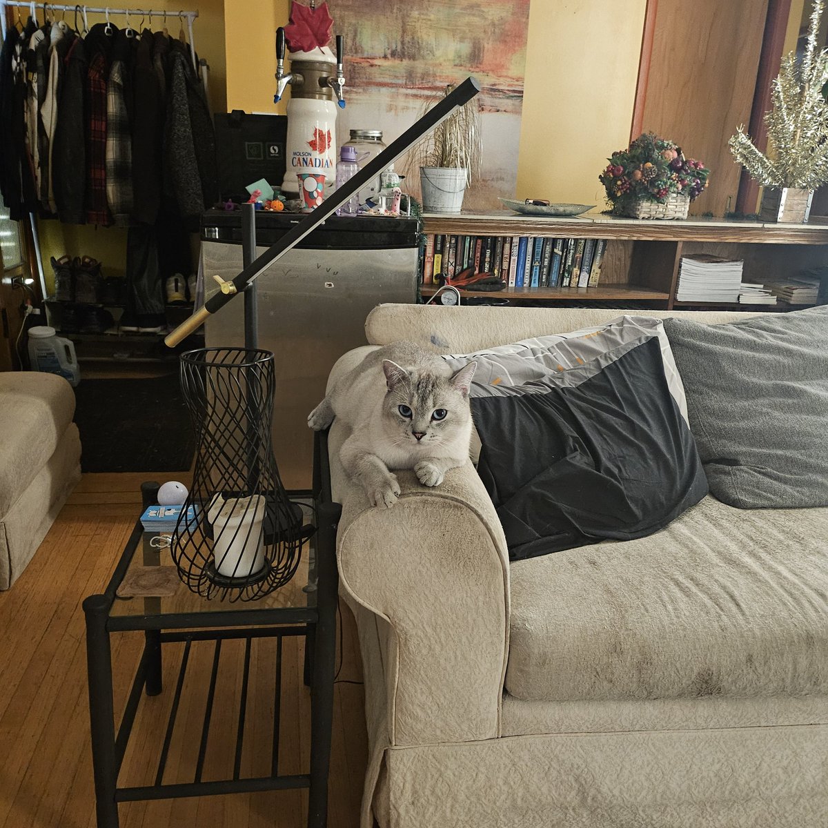 After 8 days of driving, I’ve officially declared myself a hero.
 
The hooman finally let me outside for two days, so I’m considering forgiving him for dragging me along on his epic ‘hard journey.’ 

Jury’s still out though.

#CatHero #RoadTripSurvivor