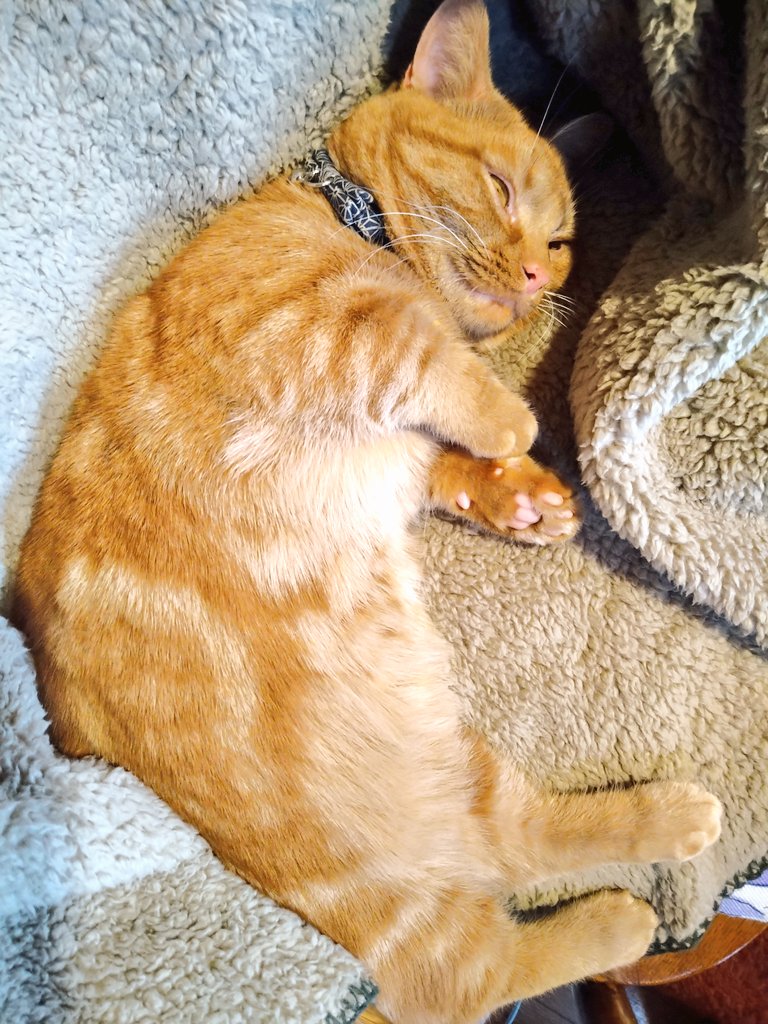 yktmym's tweet photo. マンチーくんがおもしろい形でうとうとしてる🐱昼下がりの陽だまりがぽかぽか心地いいね🌞 https://t.co/B3KEbFjTkA