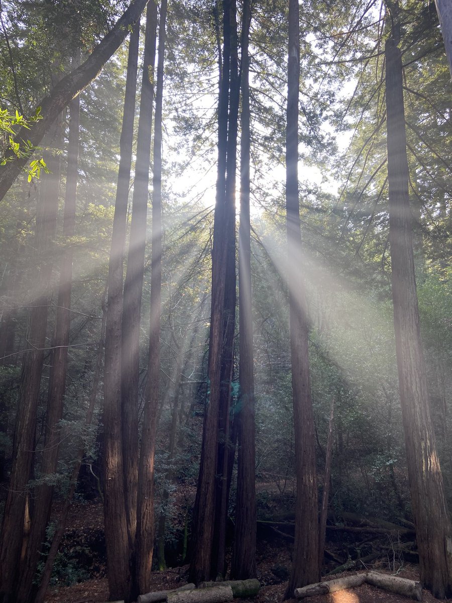 MeredithLong2's tweet photo. Monday motivation 
Hikes in Marin #bayarea #Monday #mondaymotivation #sunnyvibes #redwoods #marin #larkspur #sf #SanFrancisco #hiking #adventure #nature #beauty ☀️🍂🍃🍂🍃 https://t.co/pDLrNNVfGG
