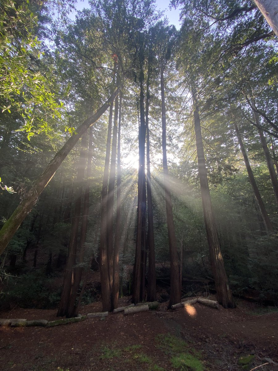 MeredithLong2's tweet photo. Monday motivation 
Hikes in Marin #bayarea #Monday #mondaymotivation #sunnyvibes #redwoods #marin #larkspur #sf #SanFrancisco #hiking #adventure #nature #beauty ☀️🍂🍃🍂🍃 https://t.co/pDLrNNVfGG