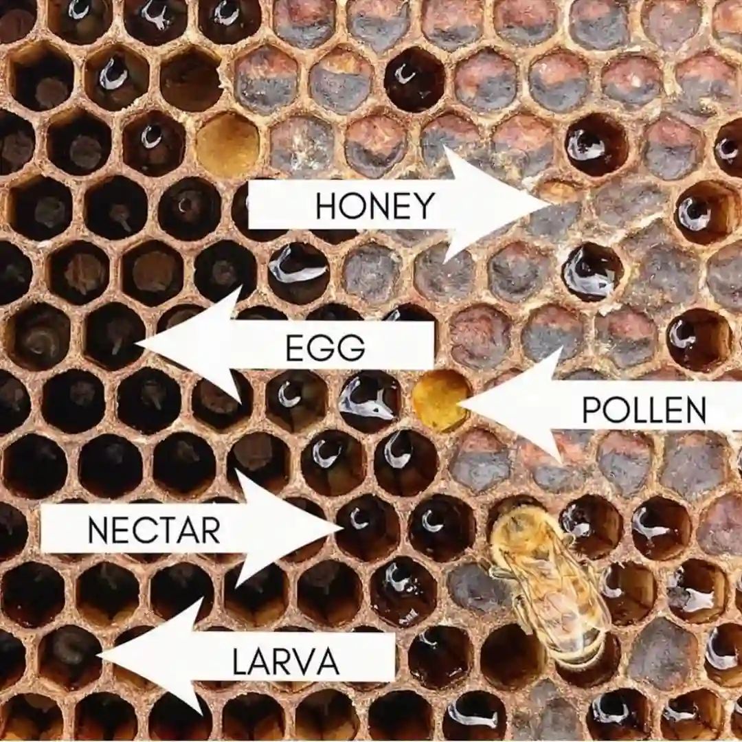 ChefAleho's tweet image. Bee Farm🐝👩‍🌾
.
#chefaleho
.
#bee 
#beefarm 
#gardening 
#garden 
#flowers 
#plants 
#design
#interiordesign 
#architecture 
#designer #homemade 
#vegetablegarden 
#fresh #Greenhouse 
#plant 
#vegetable 
#urbanfarming 
#Chickens 
#HousesChickens