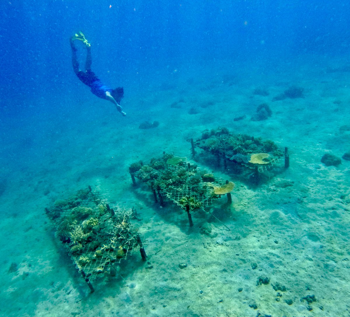DrLarryMarshall's tweet photo. Coral transplants starting to protect our Great Barrier Reef. Visionary funding by @TurnbullMalcolm unlocked $1B to fund Australia's amazing research community to turn great Aussie #InventionToInnovation to save our National Treasure."....because wonders should never cease!" https://t.co/wbnUORgx2i