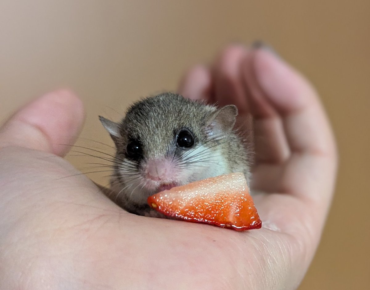 舌ベロかわよ👊