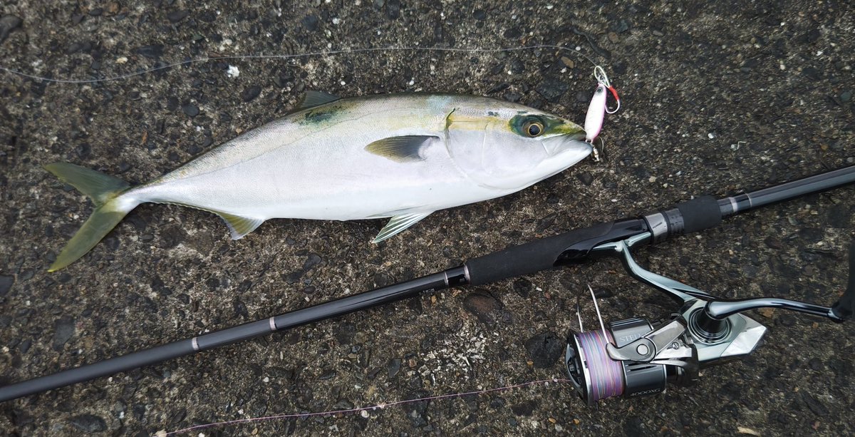 イワシジグ　こつぶで
ヤズ